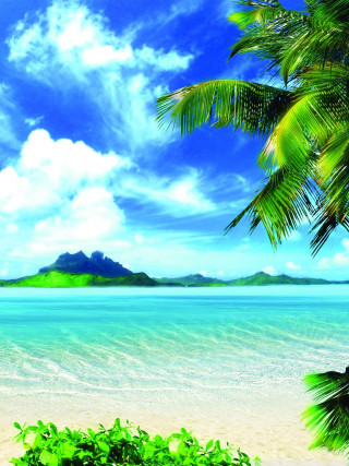 Tropical beach palm tree mountain - beautiful landscape free wallpaper