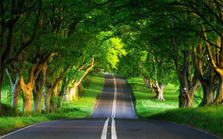 Tree lined road nature scene - tree and grass free wallpaper