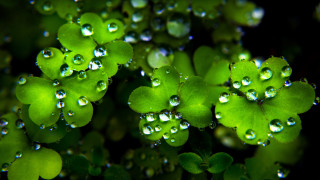 Water droplets plant green leaves - a close up of a bunch free wallpaper