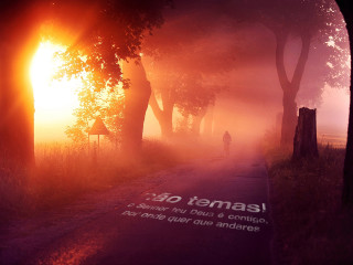 Foggy morning walk sunshine trees - video art free wallpaper
