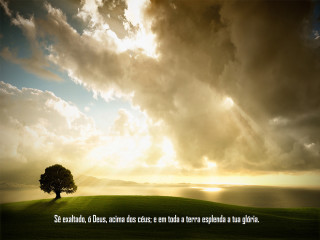 Lone tree grassy hill cloudy - under free wallpaper