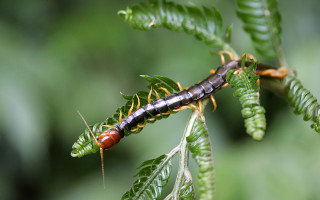 Caterpillar crawling leafy branch forest - free forest wallpaper