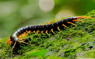 Caterpillar mossy forest green leaves - mossy free wallpaper