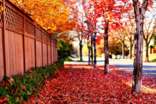 Wooden fence trees background leaves - a row of trees free wallpaper