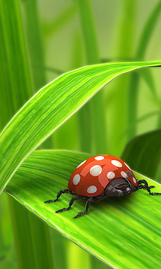Ladybug green leaf grass ladybug - the grass free wallpaper
