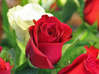 Red rose white flowers green - a green stem in the foreground free wallpaper