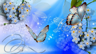 Blue background white flowers butterflies 2 - beautiful free wallpaper