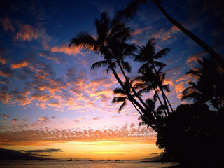 Sunset palm trees boat blue - palm tree and a boat free wallpaper