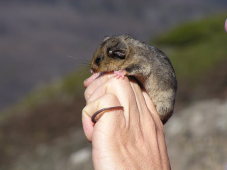 Small animal held hand rocky - rocky free wallpaper