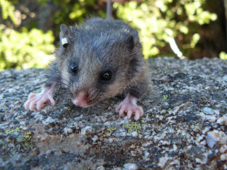 Small animal sitting rock sun - a rock outside free wallpaper