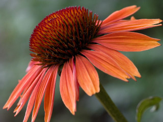 Flower spider lily sunflower macro - summer vibrancy free wallpaper