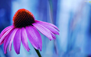 Purple flower red center blue - betty merken free wallpaper