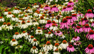 Pink white flower field berries - a field of flowers free wallpaper