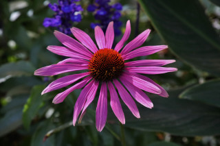 Purple flower blue background macro - a red center free wallpaper