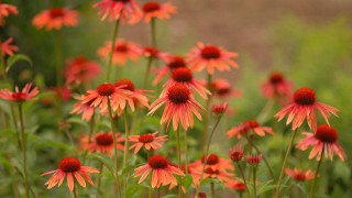 Red flowers green leaves dirt - red flower free wallpaper