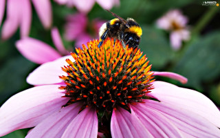 Bee flower background blurry nature - a bee free wallpaper