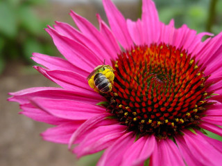Bee pink flower green background - a bee free wallpaper