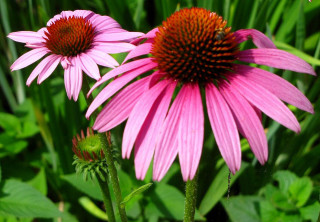 Pink flowers field grass bee - top of them free wallpaper