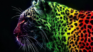 Colorful leopard rainbow black background - psychedelic art free wallpaper