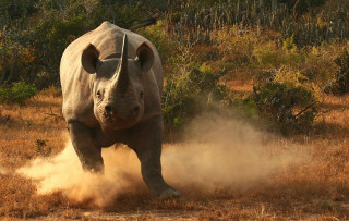 Rhino running field dust back - dust free wallpaper