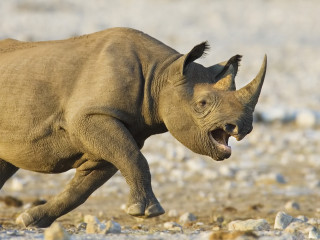 Rhinoceros running rocky area mouth - mouth wide open free wallpaper