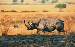 Rhinoceros dog field dry grass - dry free wallpaper