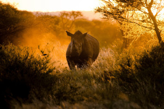 Rhino field grass trees sunset - tall grass free wallpaper