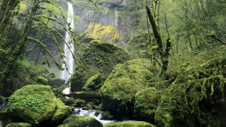 Waterfall forest mossy rocks trees 23 - a waterfall in a forest free wallpaper