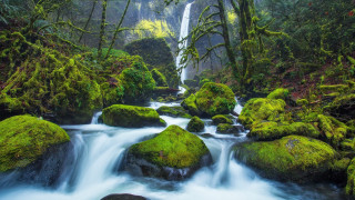 Lush green forest stream waterfall 4 - a stream free wallpaper