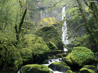 Waterfall forest mossy rocks trees 24 - a waterfall in a forest free wallpaper