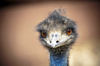 Emu brown eye closeup looking - primitivism free wallpaper