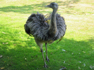 Long neck bird standing grass - the grass free wallpaper