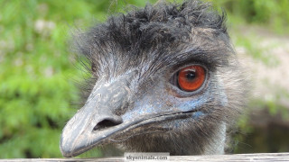 Ostrich red eye fence post - a red eye free wallpaper
