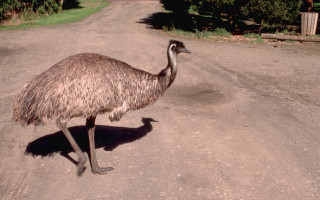 Ostrich walking dirtroad daytime headside - its head free wallpaper