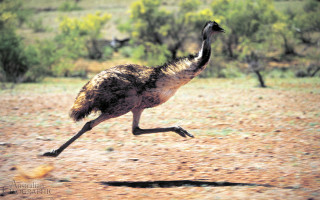 Bird running dirt field trees - australian tonalism free wallpaper