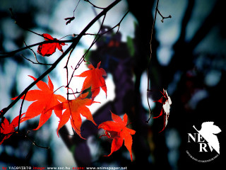 Tree branch red leaves autumn - a matte painting free wallpaper