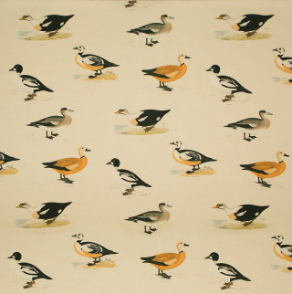Flock of ducks on white - free bird wallpaper