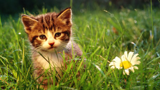 Kitten grass flower blurry background 2 - a kitten free wallpaper