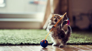 Kitten playing toy floor window - the floor in a room free wallpaper
