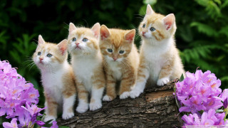 Kittens log garden purple flowers - carlos catasse free wallpaper