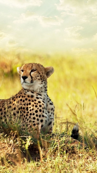 Cheetah sitting grass looking camera - the background free wallpaper