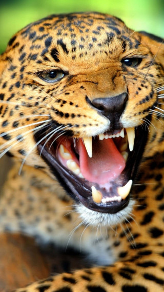 Leopard mouth open teeth wide 3 - its mouth open free wallpaper