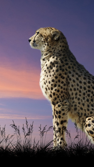Cheetah hill purple sky grass - purple free wallpaper