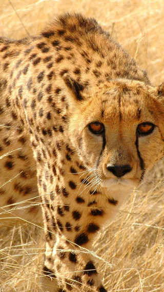 Cheetah drygrass tallgrass foreground puzzle - tall free wallpaper
