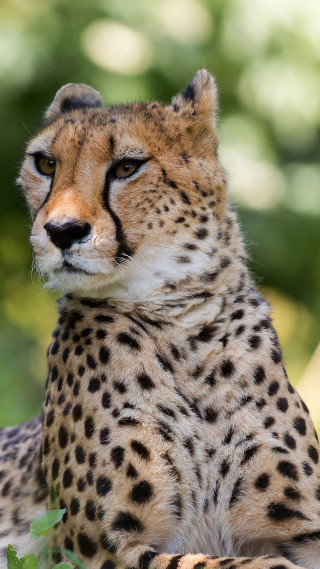 Cheetah sitting shade tree sad - animal photography free wallpaper