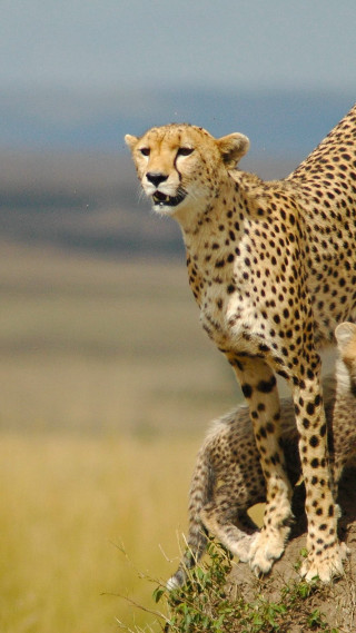 Cheetah standing rock wild another - a rock free wallpaper