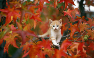 Kitten branch tree red leaves - a branch in a tree free wallpaper