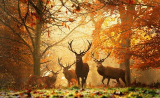 Deer forest trees leaves ground - autumn free wallpaper