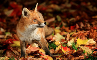 Small fox pile leaves grass - the grass and grass free wallpaper