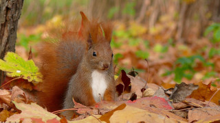 Squirrel standing leaves tree woods - a squirrel free wallpaper